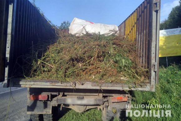 У Летичівському районі серед поля з соняшником знайшли величезну плантацію конопель, фото №2 на сайті vsim.ua