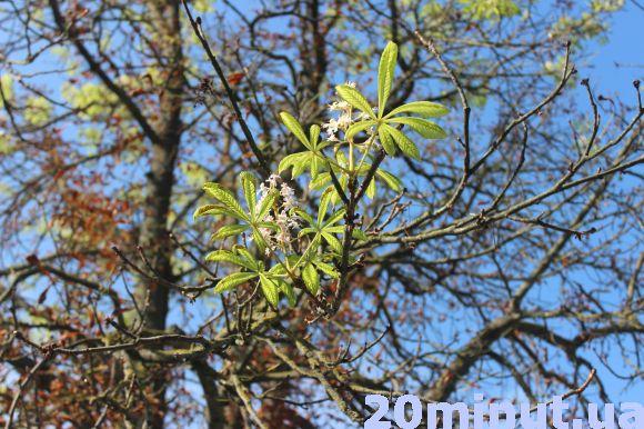 Новини Тернополя - фото з Чому тернопільські каштани зацвіли у серпні, пояснив експерт Чому тернопільські каштани зацвіли у серпні, пояснив експерт, фото №2 на сайті 20minut.ua