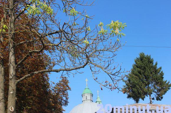 Новини Тернополя - фото з Чому тернопільські каштани зацвіли у серпні, пояснив експерт Чому тернопільські каштани зацвіли у серпні, пояснив експерт, фото №1 на сайті 20minut.ua