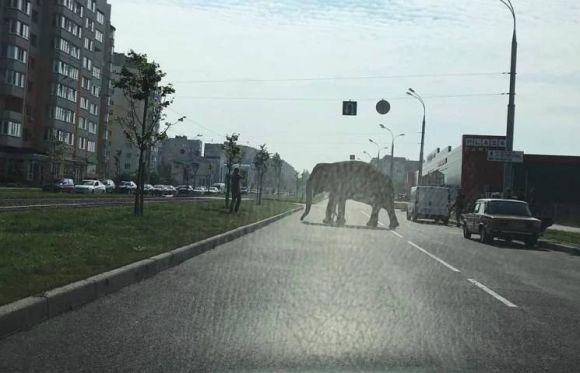 Новини Вінниці - фото з У Вінниці заборонили виступ цирків-шапіто з тваринами (ОПИТУВАННЯ) У Вінниці заборонили виступ цирків-шапіто з тваринами (ОПИТУВАННЯ), фото №1 на сайті 20minut.ua