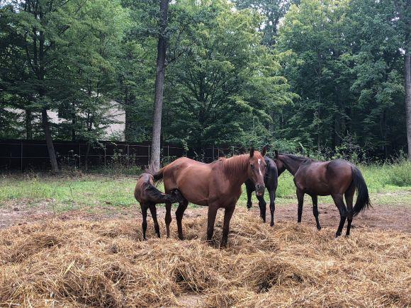 Новини Вінниці - фото з #Нові_враження: як ми вперше каталися верхи #Нові_враження: як ми вперше каталися верхи, фото №5 на сайті 20minut.ua