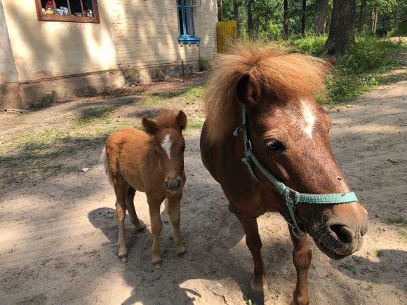 Новини Вінниці - фото з #Нові_враження: як ми вперше каталися верхи #Нові_враження: як ми вперше каталися верхи, фото №4 на сайті 20minut.ua