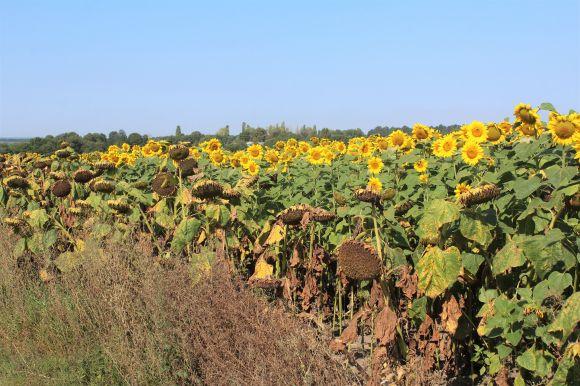 Новини Вінниці - фото з Аграрії страйкують проти «розпродажу землі». Чим можна замінити мораторій, що діє вже 17 років? Аграрії страйкують проти «розпродажу землі». Чим можна замінити мораторій, що діє вже 17 років?, фото №3 на сайті 20minut.ua