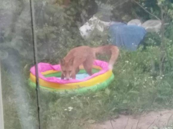 Новини Вінниці - фото з Лиси бігають Вінницею, а нікому немає діла. До кого звертатися вінничанам? Лиси бігають Вінницею, а нікому немає діла. До кого звертатися вінничанам?, фото №1 на сайті 20minut.ua
