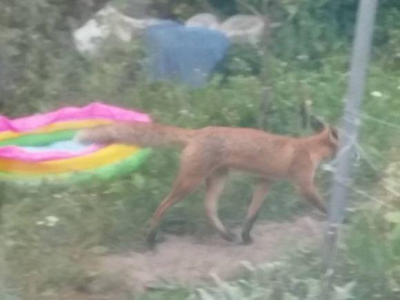 Новини Вінниці - фото з Лиси бігають Вінницею, а нікому немає діла. До кого звертатися вінничанам? Лиси бігають Вінницею, а нікому немає діла. До кого звертатися вінничанам?, фото №2 на сайті 20minut.ua