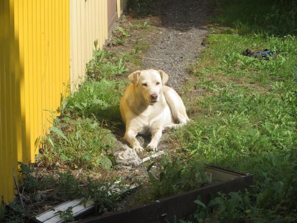 «Вакцинуйте, стерилізуйте та не давайте кісток»: волонтер розповіла, що робити з тваринами, фото №4 на сайті vsim.ua