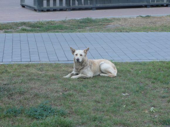 «Вакцинуйте, стерилізуйте та не давайте кісток»: волонтер розповіла, що робити з тваринами, фото №2 на сайті vsim.ua