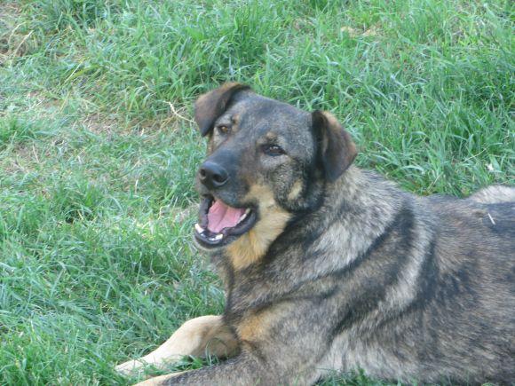 «Вакцинуйте, стерилізуйте та не давайте кісток»: волонтер розповіла, що робити з тваринами, фото №3 на сайті vsim.ua