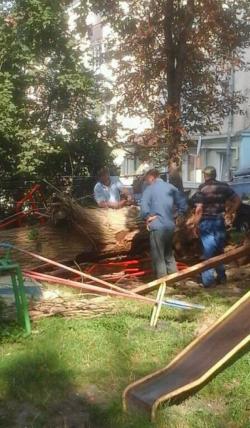 Величезне дерево впало на дитячий майданчик, розтрощивши нові гойдалки, фото №3 на сайті 20minut.ua
