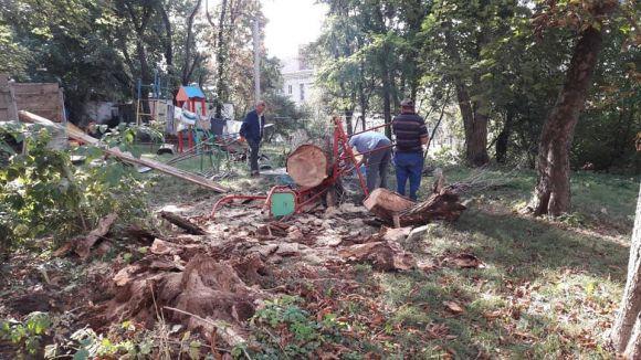Величезне дерево впало на дитячий майданчик, розтрощивши нові гойдалки, фото №1 на сайті 20minut.ua