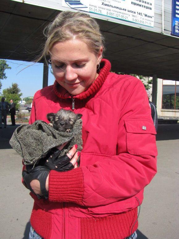 Вчилась на собаках, а тепер їм допомагає: як стоматолог рятує тварин, фото №4 на сайті 20minut.ua