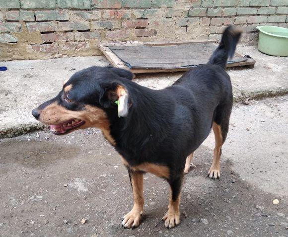 Вчилась на собаках, а тепер їм допомагає: як стоматолог рятує тварин, фото №2 на сайті 20minut.ua