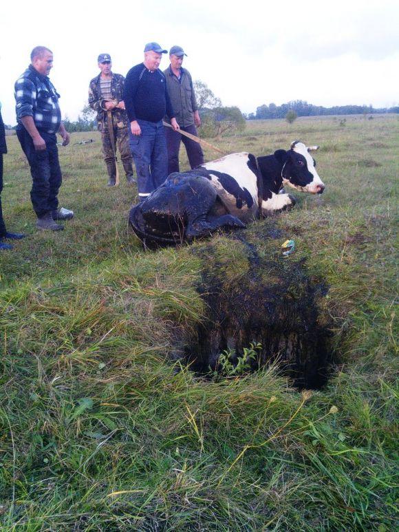 П'ятеро рятувальників діставали корову з меліораційного колодязя, фото №1 на сайті 20minut.ua