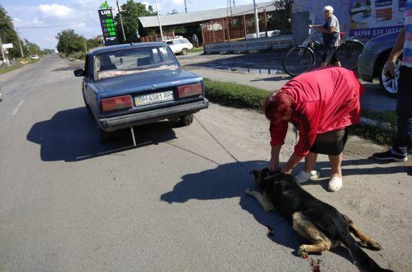 У Бершаді прив'язали собаку до бампера авто і хотіли вивезти за місто (ОНОВЛЕНО), фото №4 на сайті 20minut.ua
