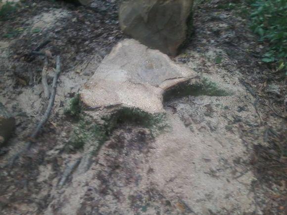 У Довжику двоє чоловіків вночі спиляли 5 дубів: "чорних" лісорубів затримала лісоохорона, фото №1 на сайті 20minut.ua