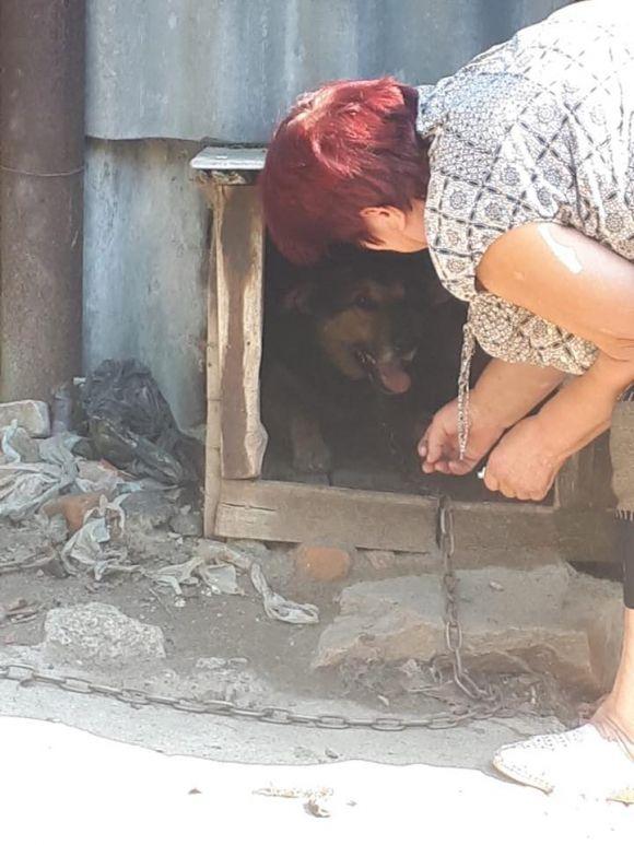 Нікого до себе не підпускає, крім хазяйки. Що сталося із травмованим у Бершаді собакою, фото №2 на сайті 20minut.ua