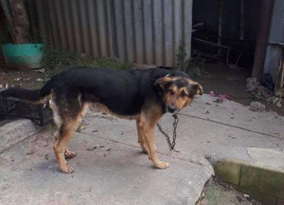 Нікого до себе не підпускає, крім хазяйки. Що сталося із травмованим у Бершаді собакою, фото №1 на сайті 20minut.ua