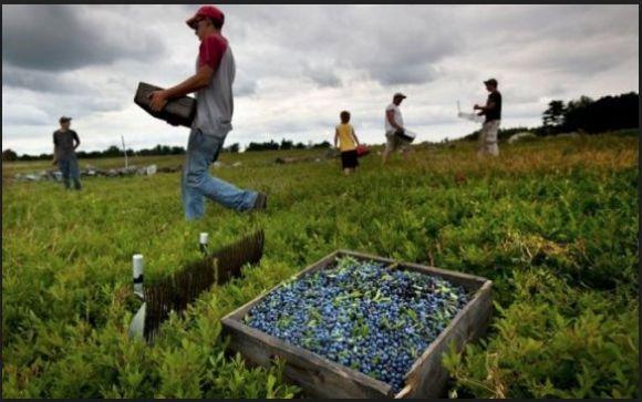 Новини Козятина - фото з «Їдеш працювати у Польщу? Готуйся стати бидлом!» – історія заробітчанина
Неофіційні робочі поїздки до сусідів досі залишаються популярними серед українців «Їдеш працювати у Польщу? Готуйся стати бидлом!» – історія заробітчанина
Неофіційні робочі поїздки до сусідів досі залишаються популярними серед українців, фото №3 на сайті 20minut.ua