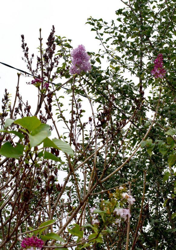 Новини Тернополя - фото з Фото дня: у Скалаті на Тернопільщині розцвів бузок Фото дня: у Скалаті на Тернопільщині розцвів бузок, фото №1 на сайті 20minut.ua