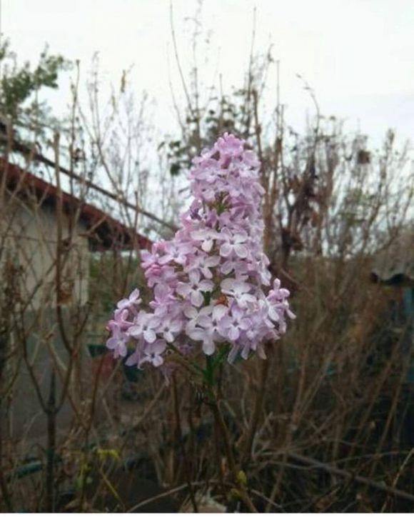 Новини Тернополя - фото з Фото дня: у Скалаті на Тернопільщині розцвів бузок Фото дня: у Скалаті на Тернопільщині розцвів бузок, фото №2 на сайті 20minut.ua