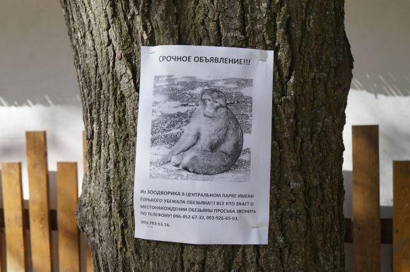 «Ну йокарний бабай, як це мавпа втекла?»: у парку тривають пошуки макаки Філі, фото №6 на сайті 20minut.ua