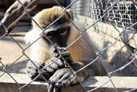 «Ну йокарний бабай, як це мавпа втекла?»: у парку тривають пошуки макаки Філі, фото №2 на сайті 20minut.ua