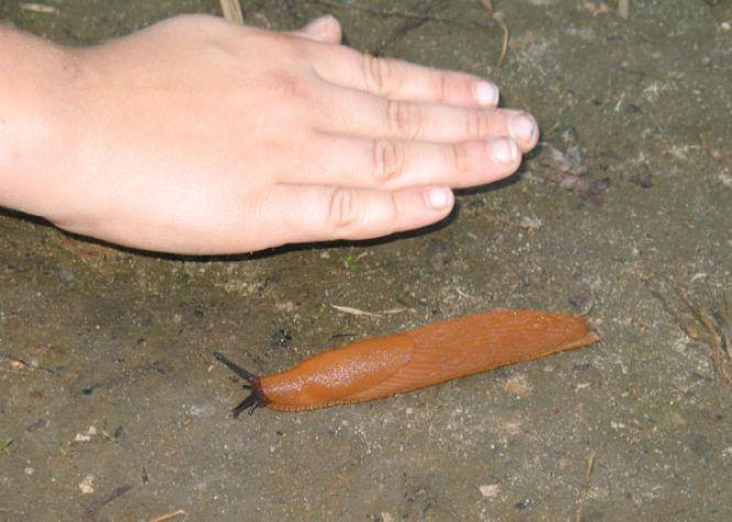 Іспанський рудий слимак захоплює Україну. Як зупинити шкідника?, фото №1 на сайті 20minut.ua