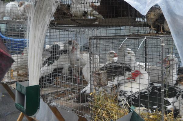 Новини Хмельницького - фото з Що і за скільки продавали на святковому ярмарку на Прибузькій Що і за скільки продавали на святковому ярмарку на Прибузькій, фото №12 на сайті vsim.ua