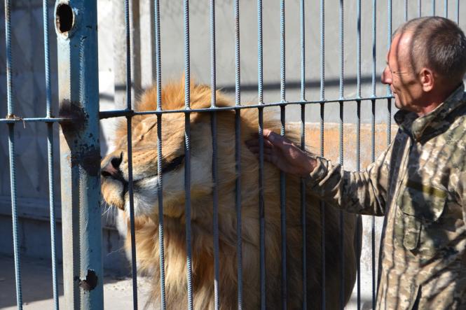 У Хмельницькому народились левенята: де й коли на них можна подивитись, фото №2 на сайті vsim.ua