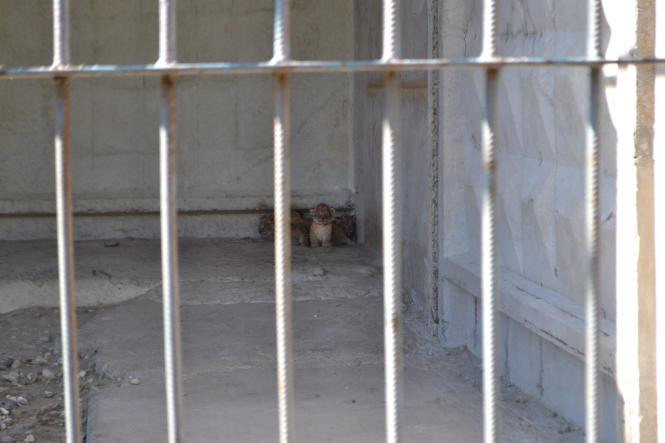 Новини Хмельницького - фото з У приватному зоокуточку Пальохіна народилися четверо левенят У приватному зоокуточку Пальохіна народилися четверо левенят, фото №1 на сайті vsim.ua