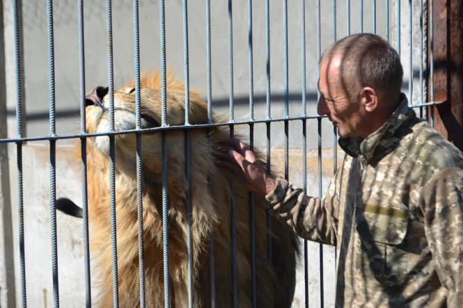 Новини Хмельницького - фото з У приватному зоокуточку Пальохіна народилися четверо левенят У приватному зоокуточку Пальохіна народилися четверо левенят, фото №4 на сайті vsim.ua