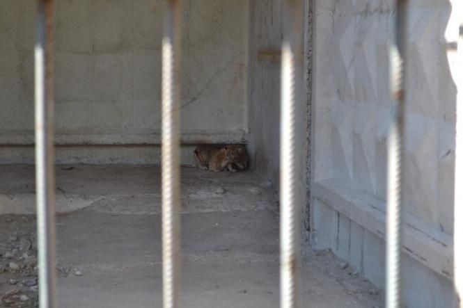 Новини Хмельницького - фото з У приватному зоокуточку Пальохіна народилися четверо левенят У приватному зоокуточку Пальохіна народилися четверо левенят, фото №3 на сайті vsim.ua