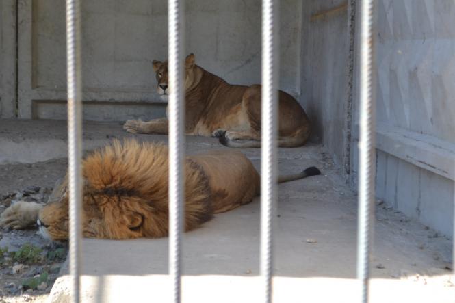 Новини Хмельницького - фото з У приватному зоокуточку Пальохіна народилися четверо левенят У приватному зоокуточку Пальохіна народилися четверо левенят, фото №5 на сайті vsim.ua