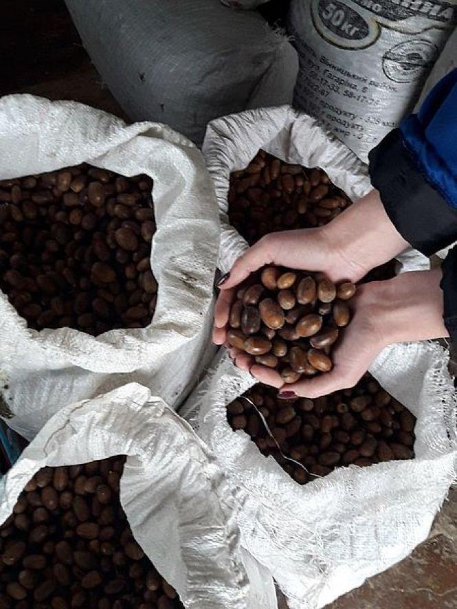 На Житомирщині розпочали заготовляти жолуді, фото №1 на сайті 20minut.ua