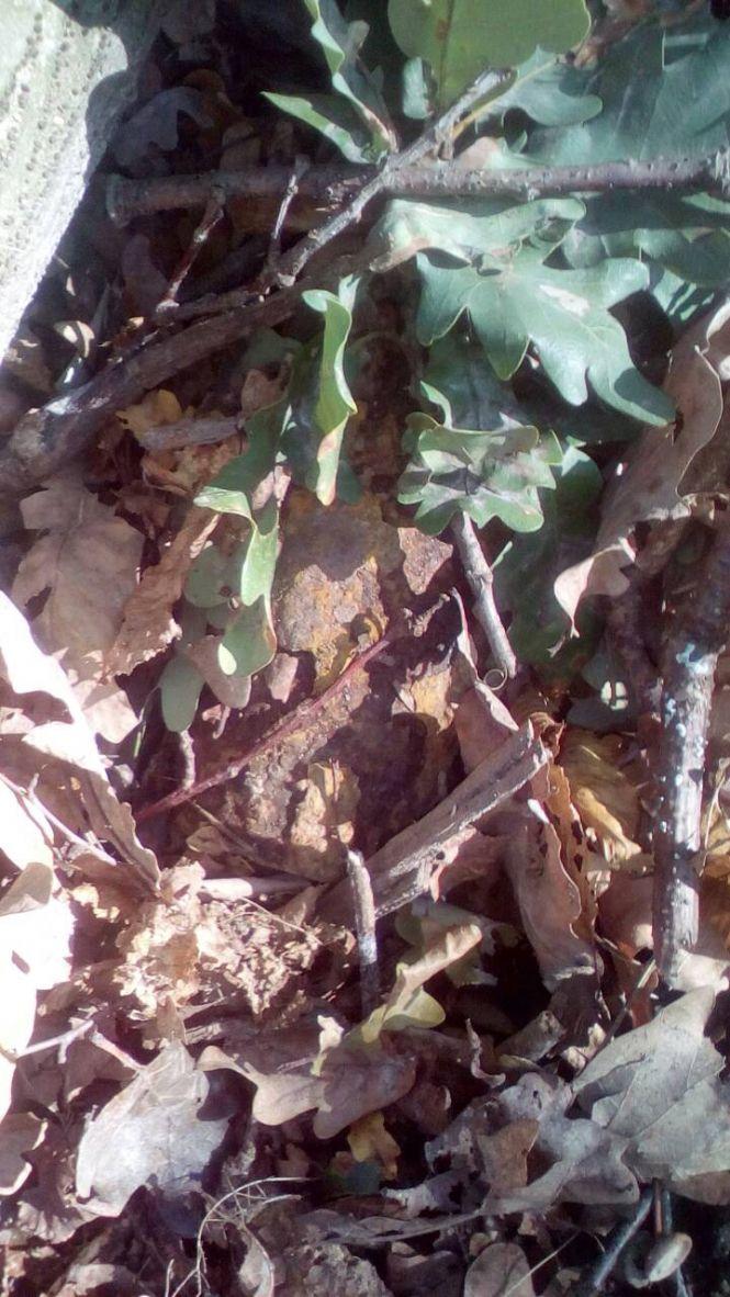 Виявили снаряд у лісі, фото №4 на сайті 20minut.ua