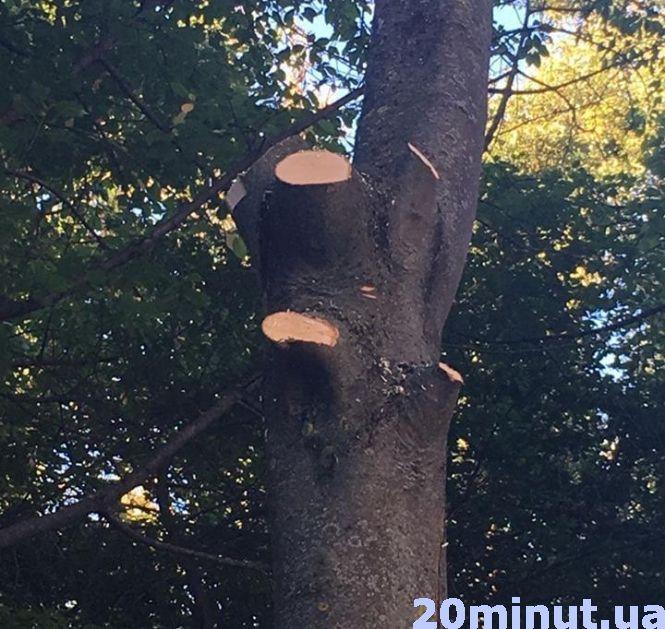 Новини Тернополя - фото з "Депутат облради пообрізав дерева, що росли 30 років, щоб бачити з вікна свій Range Rover", - каже тернополянин (оновлене) "Депутат облради пообрізав дерева, що росли 30 років, щоб бачити з вікна свій Range Rover", - каже тернополянин (оновлене), фото №3 на сайті 20minut.ua