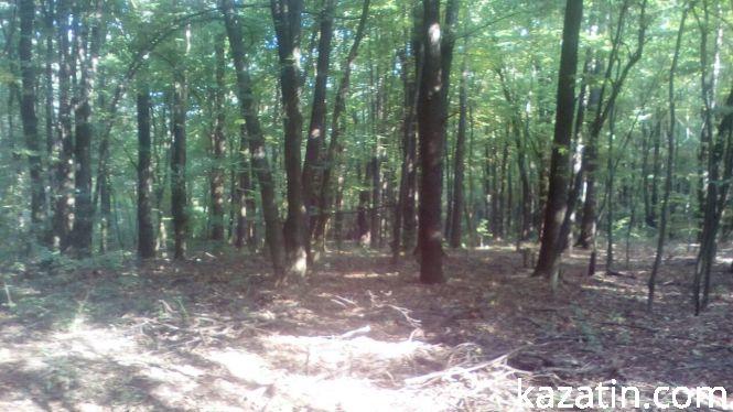 Виявили снаряд у лісі, фото №1 на сайті 20minut.ua