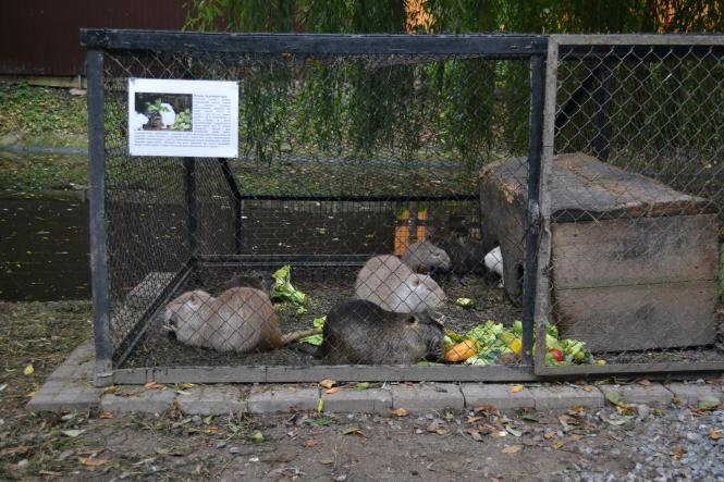 Новини Хмельницького - фото з Як зоокуточок у парку Чекмана готують до зими Як зоокуточок у парку Чекмана готують до зими, фото №1 на сайті vsim.ua