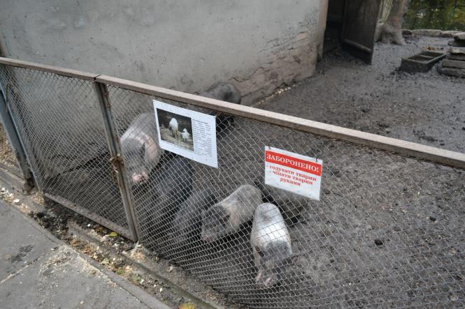 Новини Хмельницького - фото з Як зоокуточок у парку Чекмана готують до зими Як зоокуточок у парку Чекмана готують до зими, фото №6 на сайті vsim.ua