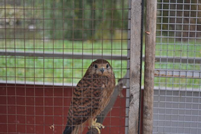 Новини Хмельницького - фото з Як зоокуточок у парку Чекмана готують до зими Як зоокуточок у парку Чекмана готують до зими, фото №8 на сайті vsim.ua