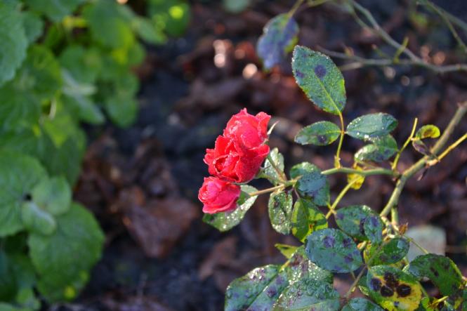 Новини Хмельницького - фото з Яскраві кольори осені у парках Хмельницького (ФОТОРЕПОРТАЖ) Яскраві кольори осені у парках Хмельницького (ФОТОРЕПОРТАЖ), фото №10 на сайті vsim.ua