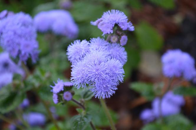 Новини Хмельницького - фото з Яскраві кольори осені у парках Хмельницького (ФОТОРЕПОРТАЖ) Яскраві кольори осені у парках Хмельницького (ФОТОРЕПОРТАЖ), фото №11 на сайті vsim.ua