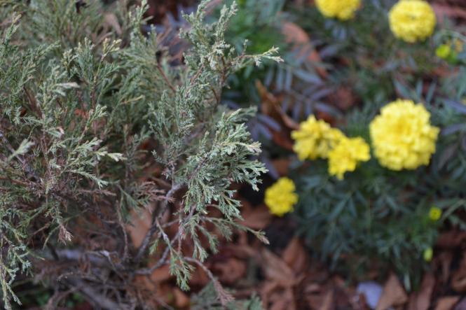 Новини Хмельницького - фото з Яскраві кольори осені у парках Хмельницького (ФОТОРЕПОРТАЖ) Яскраві кольори осені у парках Хмельницького (ФОТОРЕПОРТАЖ), фото №21 на сайті vsim.ua