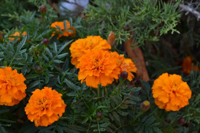 Новини Хмельницького - фото з Яскраві кольори осені у парках Хмельницького (ФОТОРЕПОРТАЖ) Яскраві кольори осені у парках Хмельницького (ФОТОРЕПОРТАЖ), фото №23 на сайті vsim.ua