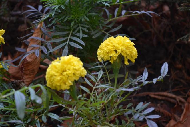 Новини Хмельницького - фото з Яскраві кольори осені у парках Хмельницького (ФОТОРЕПОРТАЖ) Яскраві кольори осені у парках Хмельницького (ФОТОРЕПОРТАЖ), фото №22 на сайті vsim.ua