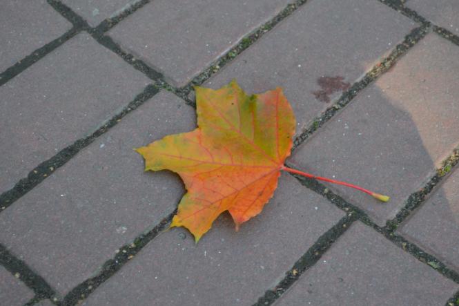 Новини Хмельницького - фото з Яскраві кольори осені у парках Хмельницького (ФОТОРЕПОРТАЖ) Яскраві кольори осені у парках Хмельницького (ФОТОРЕПОРТАЖ), фото №30 на сайті vsim.ua