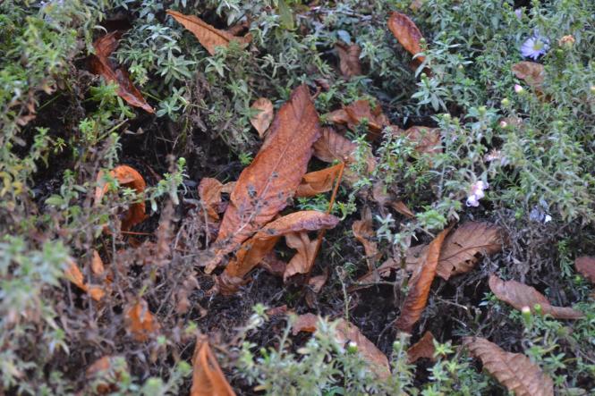 Новини Хмельницького - фото з Яскраві кольори осені у парках Хмельницького (ФОТОРЕПОРТАЖ) Яскраві кольори осені у парках Хмельницького (ФОТОРЕПОРТАЖ), фото №24 на сайті vsim.ua