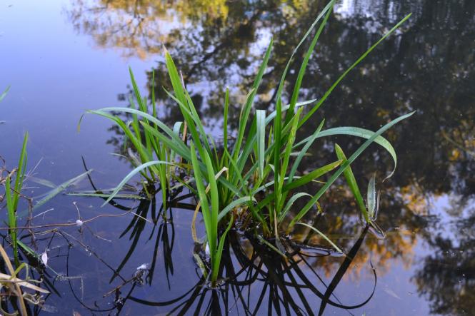 Новини Хмельницького - фото з Яскраві кольори осені у парках Хмельницького (ФОТОРЕПОРТАЖ) Яскраві кольори осені у парках Хмельницького (ФОТОРЕПОРТАЖ), фото №16 на сайті vsim.ua