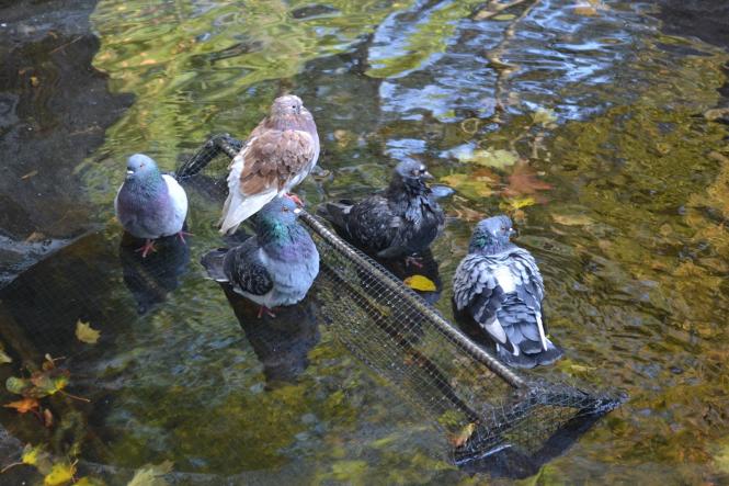 Новини Хмельницького - фото з Яскраві кольори осені у парках Хмельницького (ФОТОРЕПОРТАЖ) Яскраві кольори осені у парках Хмельницького (ФОТОРЕПОРТАЖ), фото №29 на сайті vsim.ua