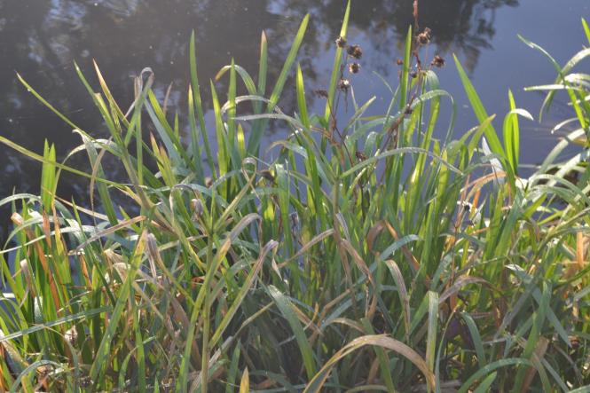 Новини Хмельницького - фото з Яскраві кольори осені у парках Хмельницького (ФОТОРЕПОРТАЖ) Яскраві кольори осені у парках Хмельницького (ФОТОРЕПОРТАЖ), фото №1 на сайті vsim.ua